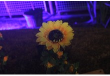 Arraia das Patroas  - Ednéa e Léia