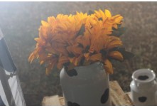 Arraia das Patroas  - Ednéa e Léia