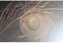 Arraia das Patroas  - Ednéa e Léia