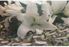 Casamento Isabela e Francieder