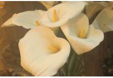 Casamento Edinivia e Dionatam