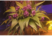 Niver 15 Anos Marielly Capóia