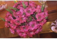  Niver 15 Anos Maria Fernanda Cunha