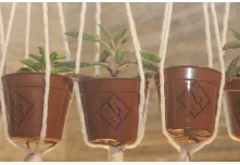 Bodas de Pérola – Nielcy e Roberto